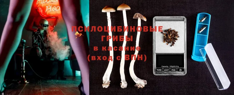 Псилоцибиновые грибы Cubensis  Томск 